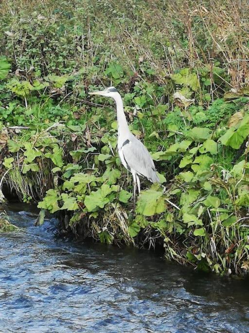 Riverside Cottage At Logwood Mill Ballyclare Bagian luar foto